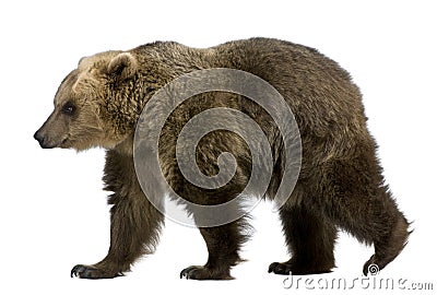 Brown Bear, 8 years old, walking Stock Photo