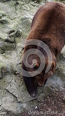 Brown Bear Stock Photo