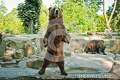 Brown bear Stock Photo