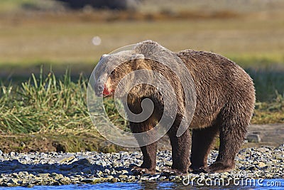 Brown bear boar with bloody snout Stock Photo