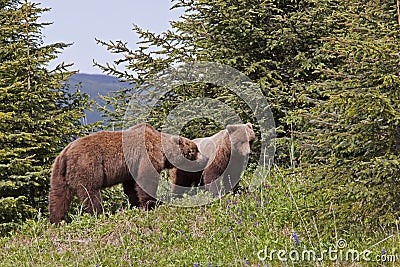 Brown Bear boar and sow Stock Photo