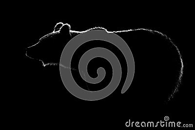 Brown bear body contour isolated in black background. Stock Photo