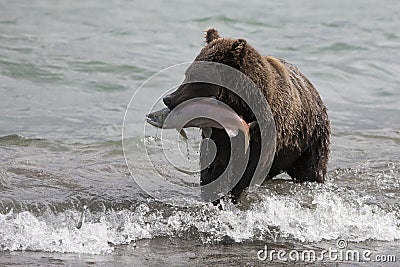 Brown bear catching fish in the lake Stock Photo