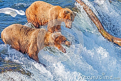 Brown bear catching jumping salmon in mid air at Brooks falls, Katmai National Park, Alaska Stock Photo