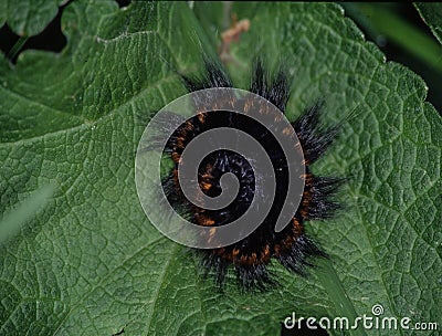 brown bear caterpillar with many hair Stock Photo
