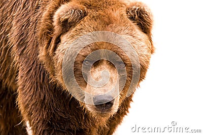 Brown bear close-up portrait Stock Photo