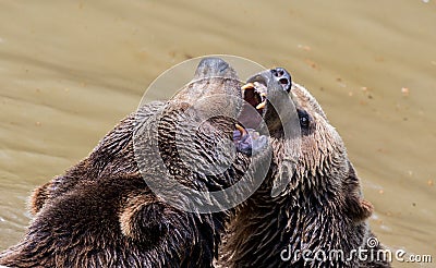 Brown bear couple cuddling in water. Two brown bears play in the water. Stock Photo