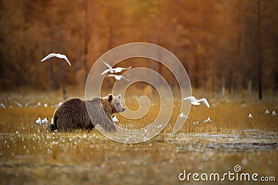 Brown bear crossing the swamp Stock Photo