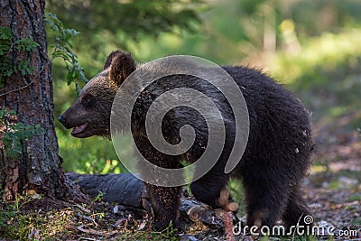 Brown bear cub in Finland forest Stock Photo