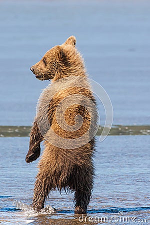 Brown Bear Cub Stock Photo