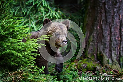 Brown bear cub in the forest with pine branch. Wild animal in the nature habitat Stock Photo