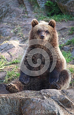 Brown bear cub Stock Photo