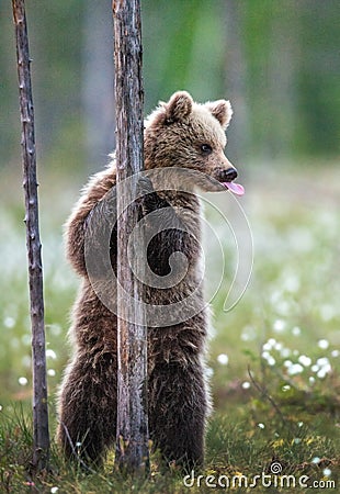 Brown bear cub stands on its hind legs by a tree in summer forest and shows tongue. Scientific name: Ursus Arctos Brown Bear Stock Photo