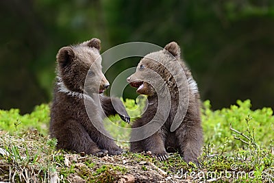 Brown bear cub Stock Photo