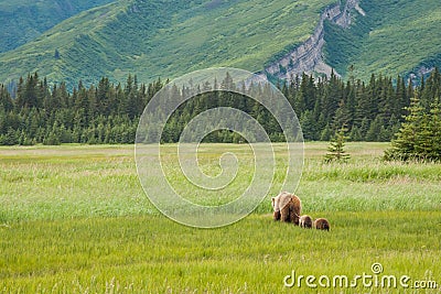 Brown Bear With Cubs Stock Photo