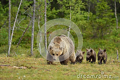 Brown bear with cubs Stock Photo