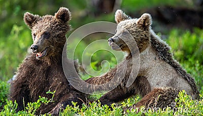 Brown Bear Cubs playfully fighting in summer forest. Scientific name: Ursus Arctos Arctos. Natural habitat Stock Photo