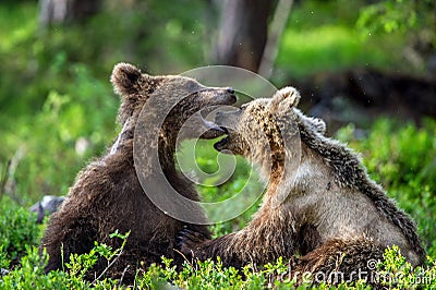 Brown Bear Cubs playfully fighting in summer forest. Scientific name: Ursus Arctos Arctos. Natural habitat Stock Photo