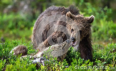 Brown Bear Cubs playfully fighting in summer forest. Scientific name: Ursus Arctos Arctos. Natural habitat Stock Photo