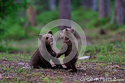 Brown Bear cubs playing Stock Photo