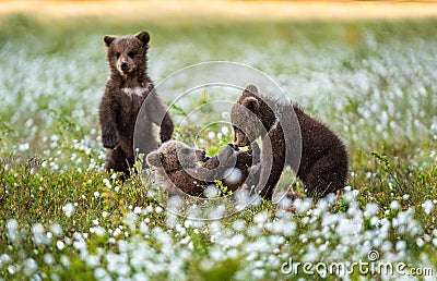 Brown bear cubs playing in the forest. Bear Cub stands on its hind legs. Stock Photo