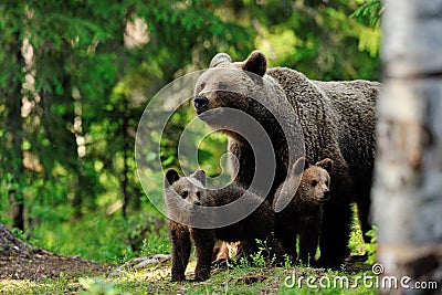 Brown bear with cups in the forest Stock Photo