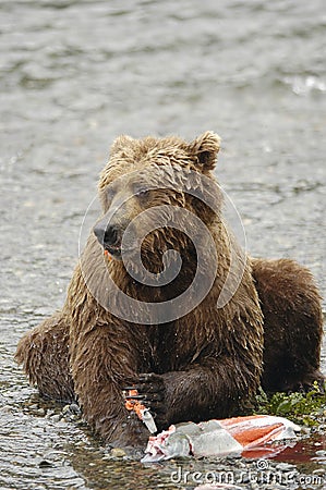 Brown bear eating salmon Stock Photo