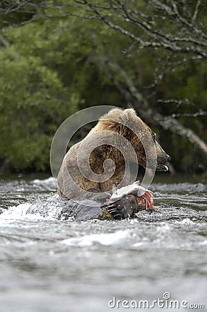 Brown bear eating salmon Stock Photo