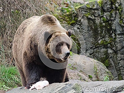 Brown bear eating a turkey in zoo during Thanksgiving season Stock Photo