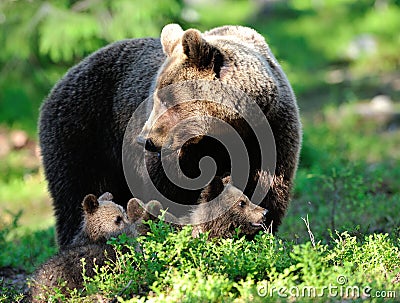 Brown Bear family Stock Photo
