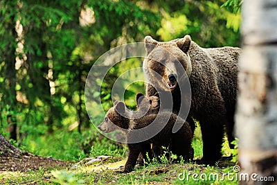 Brown bear family in forest Stock Photo