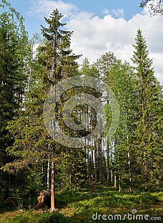 Brown bear in the finnish taiga Stock Photo