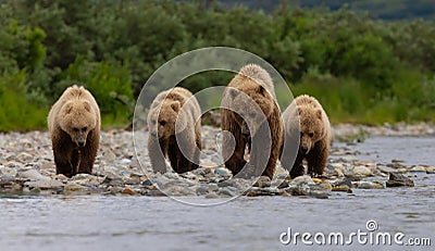 Brown Bear Fishing for Salmon in Alaksa Stock Photo