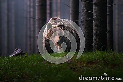 A brown bear in the forest. Big Brown Bear. Bear sits on a rock. Ursus arctos. Stock Photo