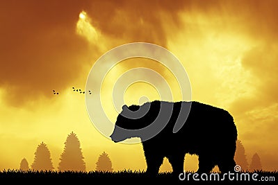 Brown bear in the forest at sunset Stock Photo