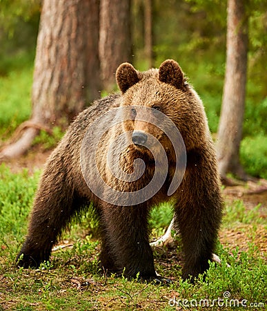 Brown bear in the forest Stock Photo