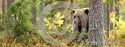 Brown bear head in a forest Stock Photo