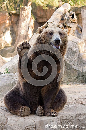 Brown bear hello Stock Photo