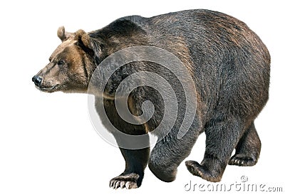 Brown bear isolated on white background Stock Photo