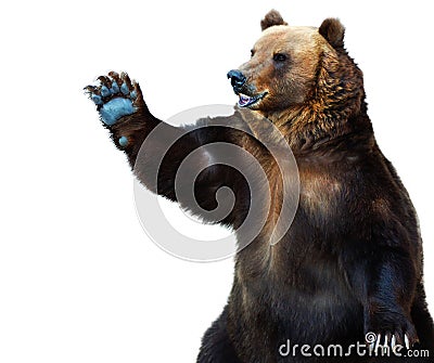 Brown bear Stock Photo