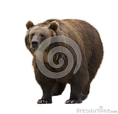 Brown bear isolated on white Stock Photo