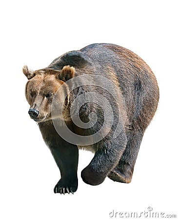 Brown bear isolated on white, Siberia - Russia Stock Photo