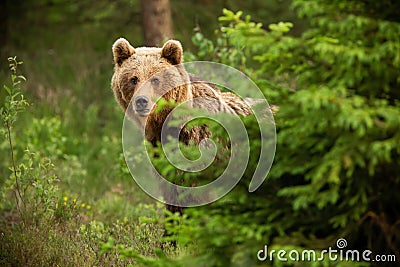 Brown bear looking from behind the tree in spring nature Stock Photo
