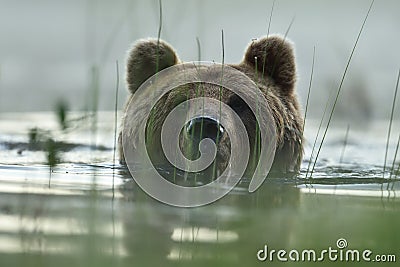 Brown bear portrait in water. Bear head above the water Stock Photo