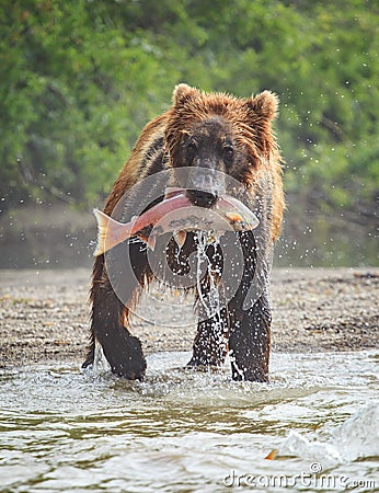 Brown bear shows a nice catch with salmon lunch in his mouth at Lake Kuril Stock Photo