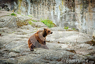 Brown Bear sitting near big stone Stock Photo