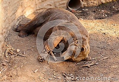 A brown bear sleeping Stock Photo