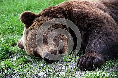 Brown bear Stock Photo