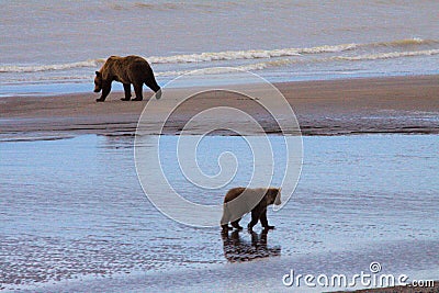 Brown Bear sow and her cub Stock Photo