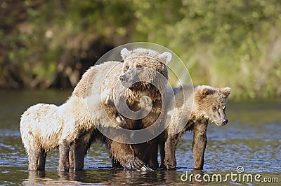 Brown bear sow with her two cubs Stock Photo